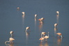 Flamingos in den alten Salzsalinen