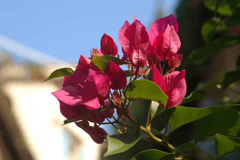 Blüten