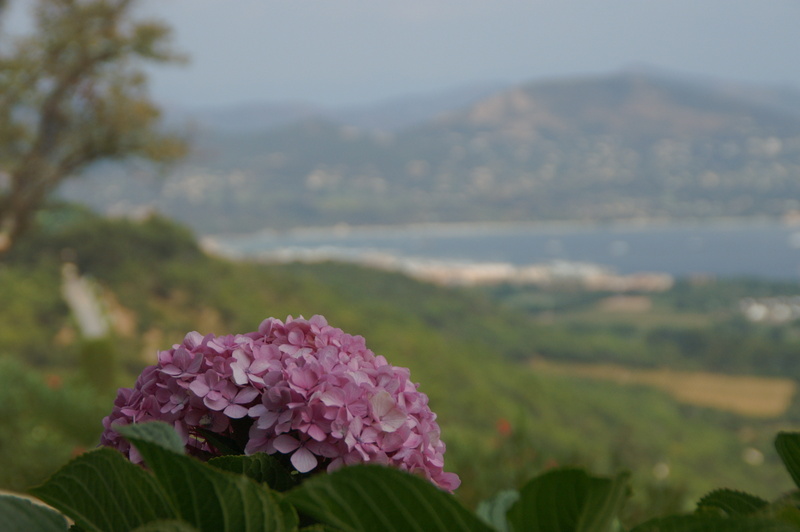 Blüten