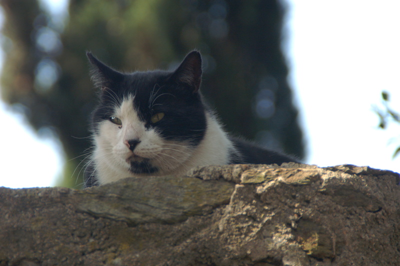 Miezekatze
