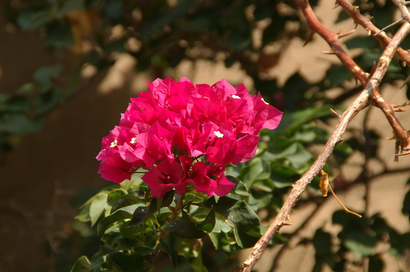 Blüten