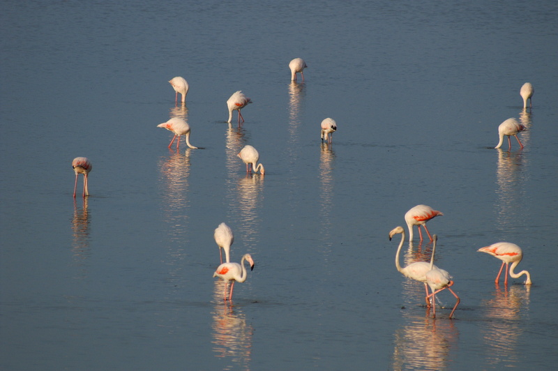 Flamingos in den alten Salzsalinen